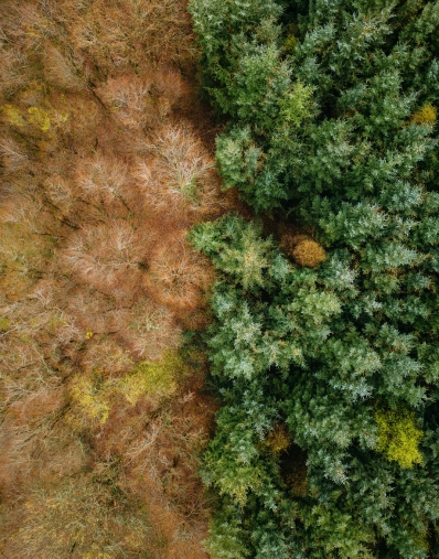 Vida de ecosistemas terrestres